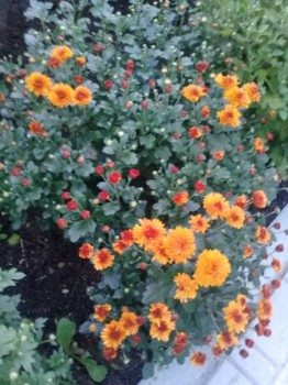 Декоративные садовые растения. - 20180922_181443.jpg