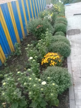 Декоративные садовые растения. - 20180922_181426.jpg