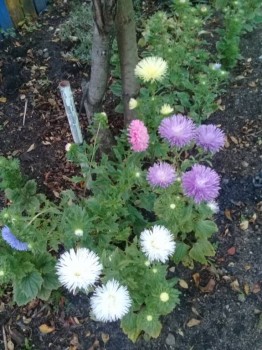 Декоративные садовые растения. - 20180922_181414.jpg