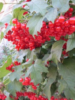 Прямо с грядки Наш урожай  - к.jpg