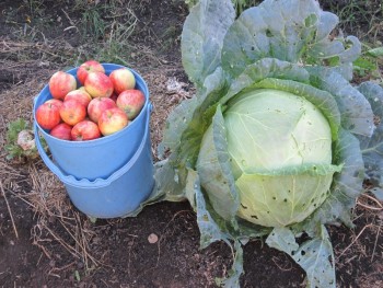 Прямо с грядки Наш урожай  - я и к.jpg