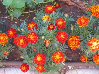 Декоративные садовые растения. - б1.jpg