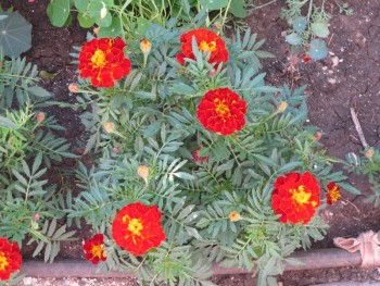 Декоративные садовые растения. - б3.jpg