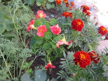 Декоративные садовые растения. - р н.jpg