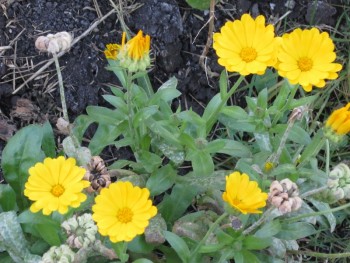 Декоративные садовые растения. - н2.jpg