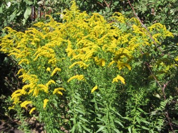 Декоративные садовые растения. - з.jpg