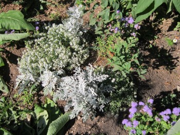 Декоративные садовые растения. - ал и ц.jpg