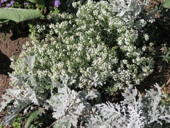 Декоративные садовые растения. - ал.jpg