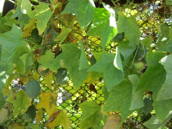 Декоративные садовые растения. - ш.jpg