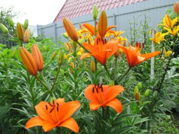 Декоративные садовые растения. - 1527188011.jpg