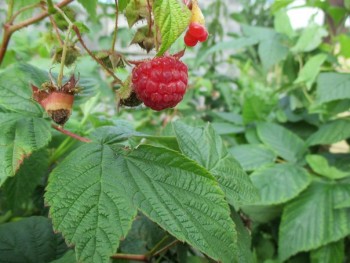 Декоративные садовые растения. - 1527187995.jpg