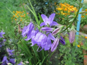 Декоративные садовые растения. - 1527188007.jpg