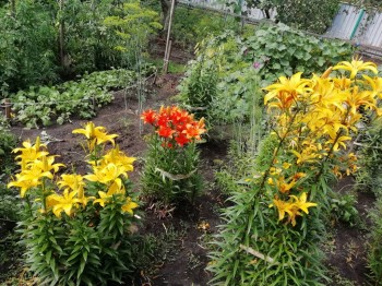 Декоративные садовые растения. - IMG_20180809_142435.jpg