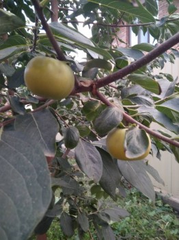 Декоративные садовые растения. - IMG_20180924_171337.jpg