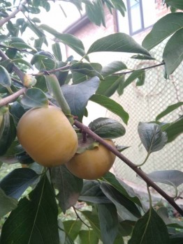 Прямо с грядки Наш урожай  - IMG_20180924_171349.jpg