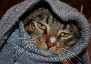 А у вас сейчас какое настроение? - 541f9c6deaadb.jpg