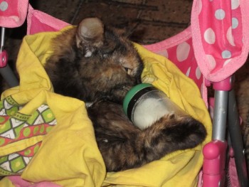 Кого из животных вы содержите? Фото приветствуется. - к.jpg