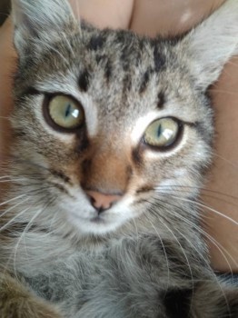 Кого из животных вы содержите? Фото приветствуется. - IMG_20181010_120503.jpg