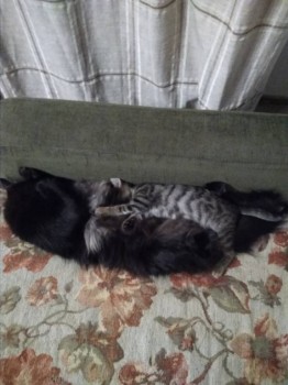 Кого из животных вы содержите? Фото приветствуется. - IMG_20181013_202601.jpg