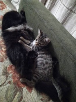 Кого из животных вы содержите? Фото приветствуется. - IMG_20181013_202450.jpg