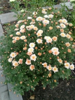 Декоративные садовые растения. - 1539629571.jpg