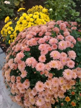 Декоративные садовые растения. - 1539629567.jpg