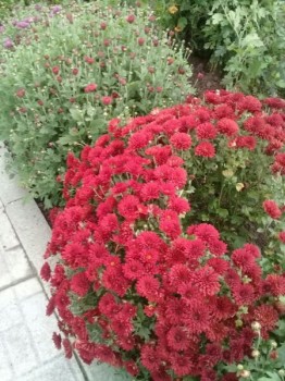 Декоративные садовые растения. - 1539629565.jpg