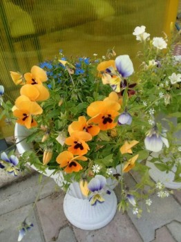 Декоративные садовые растения. - 1539629553.jpg