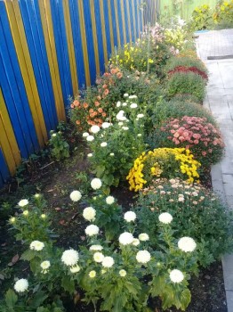 Декоративные садовые растения. - 20181011_101529.jpg