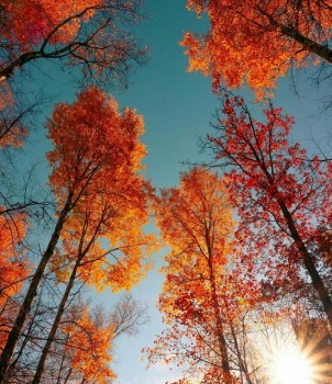 Доброго утра Хорошего дня Спокойной ночи  - 1540097805.jpg