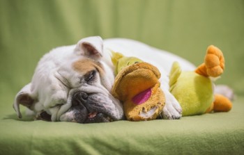 А у вас сейчас какое настроение? - sobaka-dom-uyut-2136.jpg