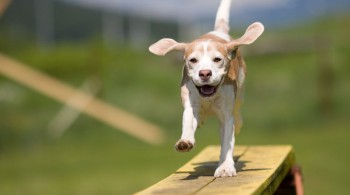 А у вас сейчас какое настроение? - sobaka-sport.jpg