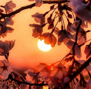 Доброго утра Хорошего дня Спокойной ночи  - 1540492415.jpg