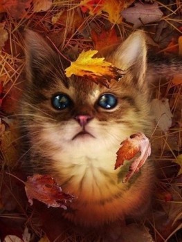 Аватарки. Наши интернет-лица-2 - C__Data_Users_DefApps_AppData_INTERNETEXPLORER_Temp_Saved Images_imageW0OL06YW.jpg