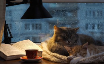 Доброго утра Хорошего дня Спокойной ночи  - image (2).jpeg