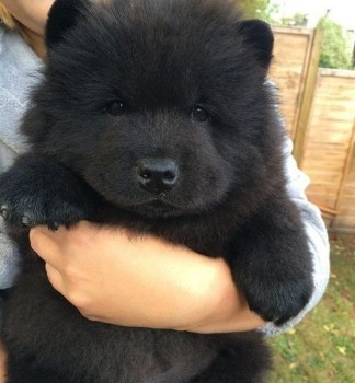 Доброго утра Хорошего дня Спокойной ночи  - 1541479855.jpg