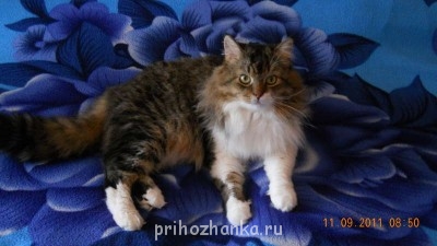 Кого из животных вы содержите? Фото приветствуется. - 132120192131003775.jpg