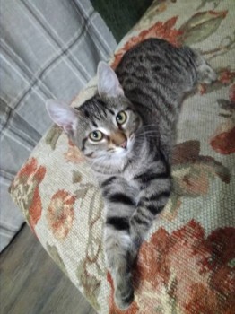 Копирует позу дяди Федора)))