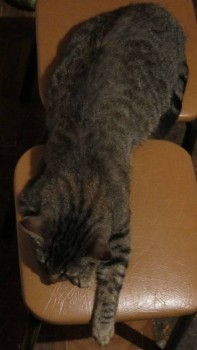 Кого из животных вы содержите? Фото приветствуется. - Барся2.jpg