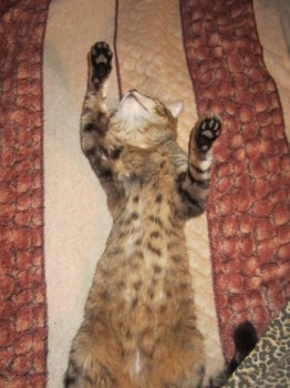 Кого из животных вы содержите? Фото приветствуется. - Барся3.jpg