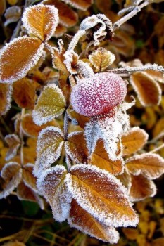 Доброго утра Хорошего дня Спокойной ночи  - C__Data_Users_DefApps_AppData_INTERNETEXPLORER_Temp_Saved Images_imageWGP73MTJ.jpg