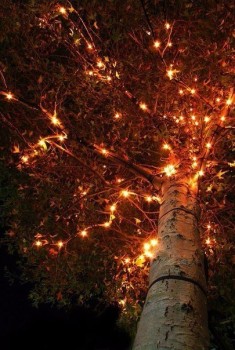 Доброго утра Хорошего дня Спокойной ночи  - 1542980502.jpg