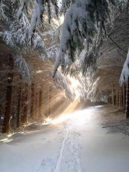 Доброго утра Хорошего дня Спокойной ночи  - 1543077531.jpg