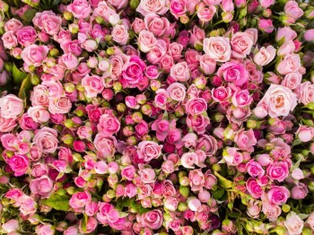 Здравствуйте,давайте знакомиться-2 - cvety-butony-rozy-rozovye-mnogo.jpg