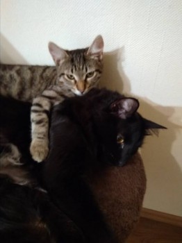 Кого из животных вы содержите? Фото приветствуется. - IMG_20181127_234627.jpg