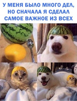 Из ВКонтактика с приветиком  - 1543502545.jpg