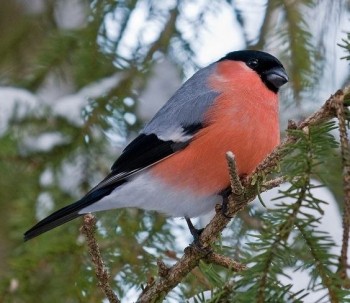 В мире животных фото, видео  - 1543652629.jpg