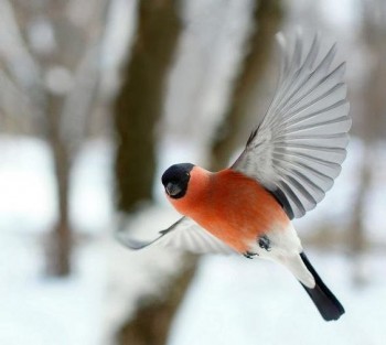 В мире животных фото, видео  - 1543652626.jpg