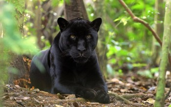 А у вас сейчас какое настроение? - s1200 (1).jpeg