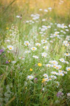 Доброго утра Хорошего дня Спокойной ночи  - 1544417462.jpg